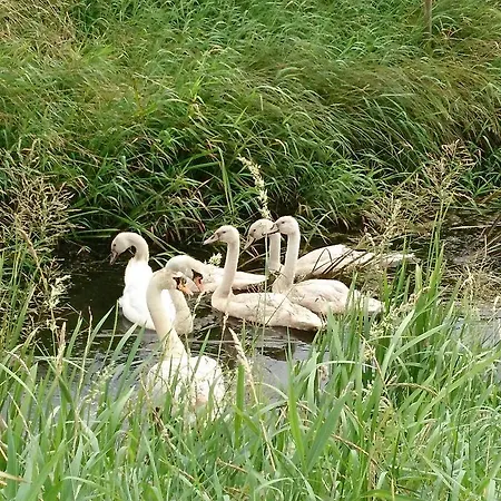 Auf Dem Bio Obsthof Feriegård Twielenfleth